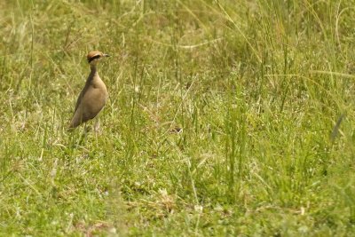 Somali Courser