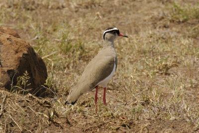 Crowned Plover