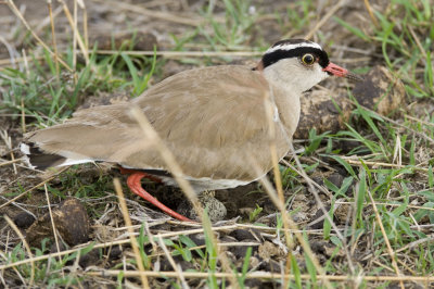 Crowned Plover