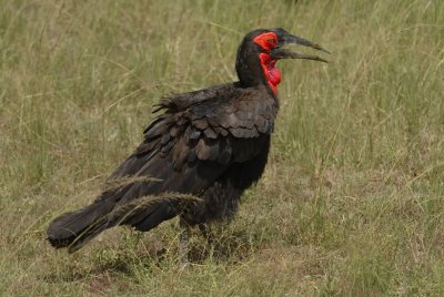 Southern Ground Hornbill