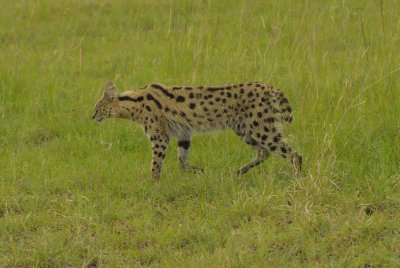 Mammals of Kenya