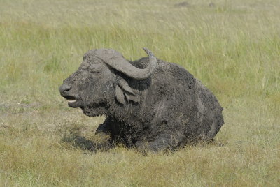 Buffalo