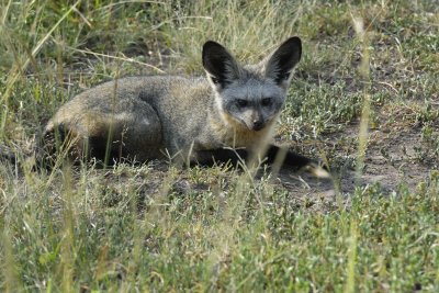 Bat-eared Fox