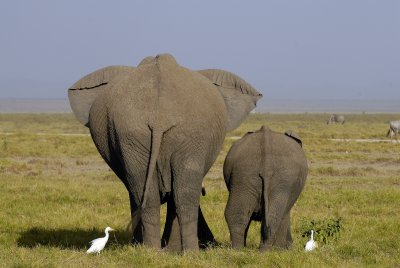 Mammals of Kenya