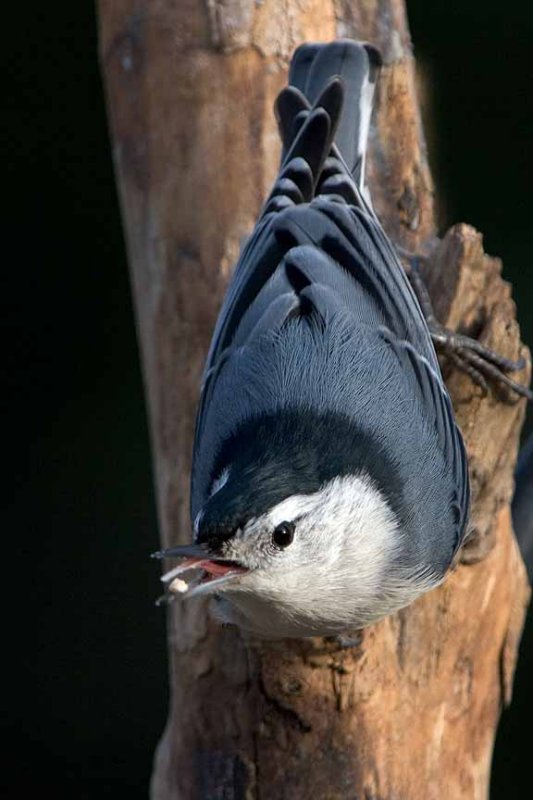 Nuthatch, White-breasted