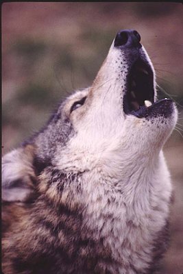 Wolf Howl-3.jpg