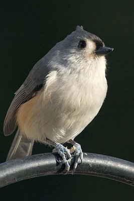 Titmouse, Tufted