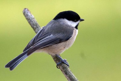 Chickadee, Carolina