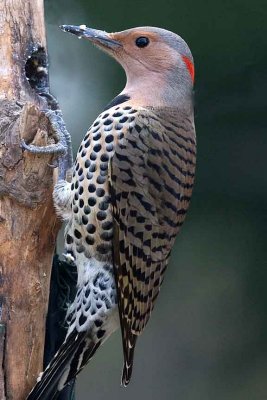 Flicker, Northern
