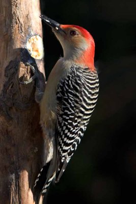 Woodpecker, Red-bellied