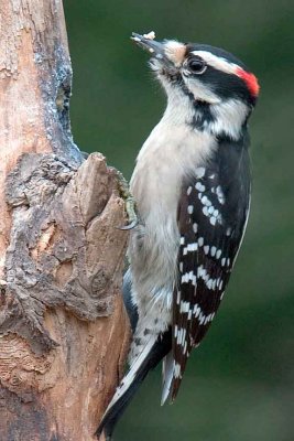 Woodpecker, Downy