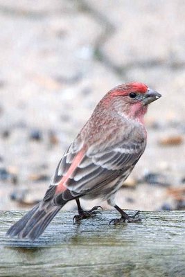 Finch, Purple