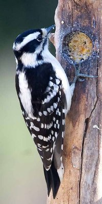 Woodpecker, Downy