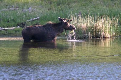 Moose IMG_5264.jpg