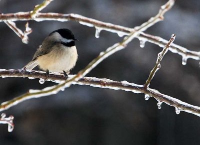 Chickadee, Carolina