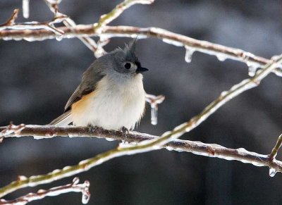 Titmouse, Tufted