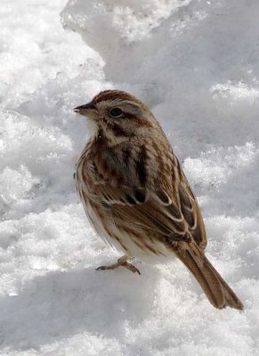 Sparrow, American Tree