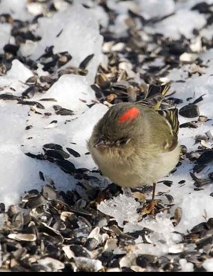 Kinglet, Ruby-crowned