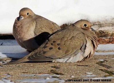 Dove, Mourning