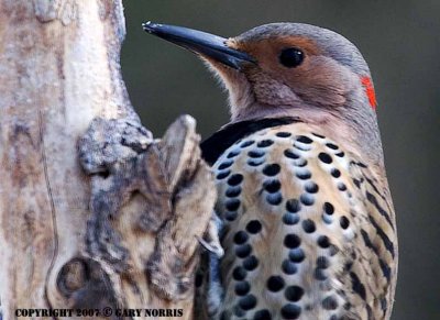 Flicker, Northern