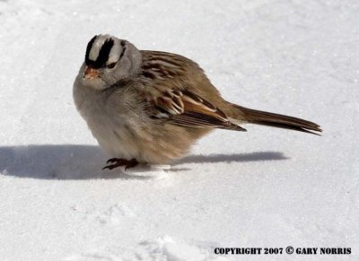 Sparrow, White-crowned