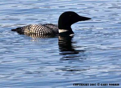 Loon, Common