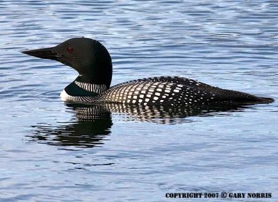 Loon, Common