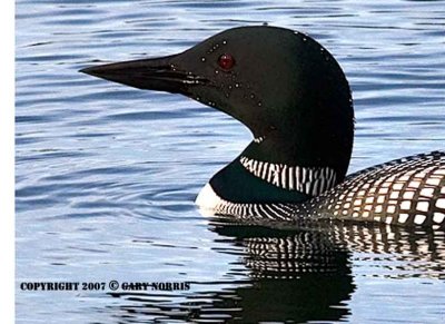 Loon, Common