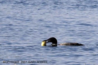 Loon, Common