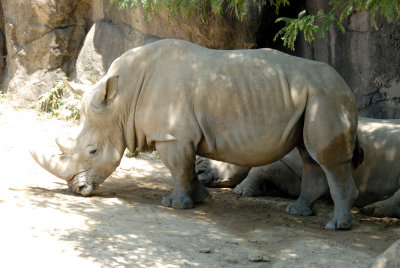 ZOO-6.27.07_09.jpg