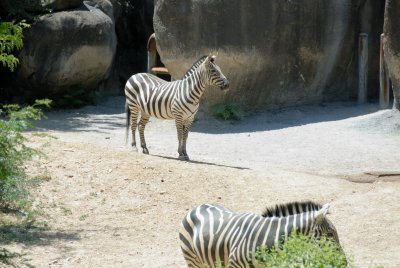 ZOO-6.27.07_11.jpg
