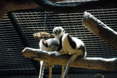 ZOO-6.27.07_47.jpg