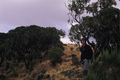 (D)Simien