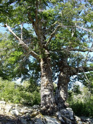 el que pensàvem que era un castanyer... però no ho era... aquí tots els arbres són enormes!