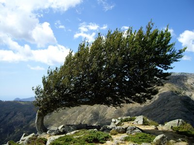 l'efecte del vent en un arbre, en aquell moment no feia gens de vent... curiós, oi? a punt d'arribar a Castel di Verghio