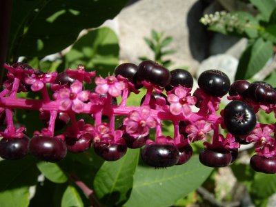 unes floretes pel camí
