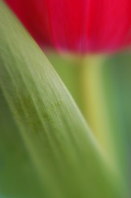 tulip