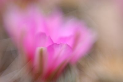 cactus bloom