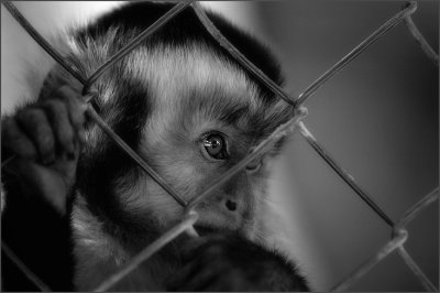 capuchin monkey