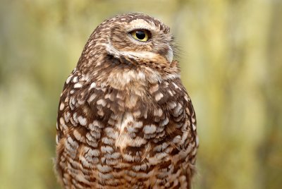 burrowing owl