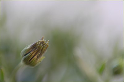 african daisy bud