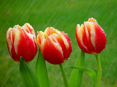 tulips  in  the rain