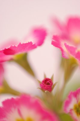 primrose pink