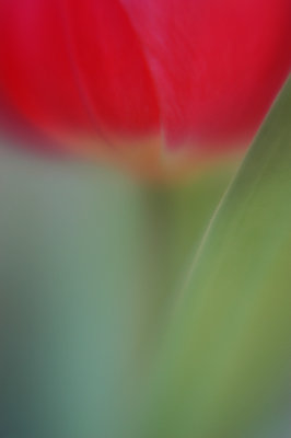 tulip II