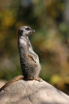 meerkat