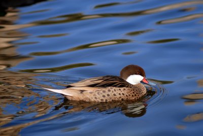 duck pond