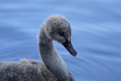 black swan cygnet