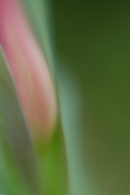 tulip III
