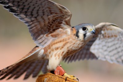 falcon 2