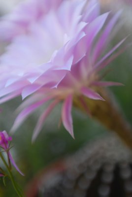 echinopsis flower